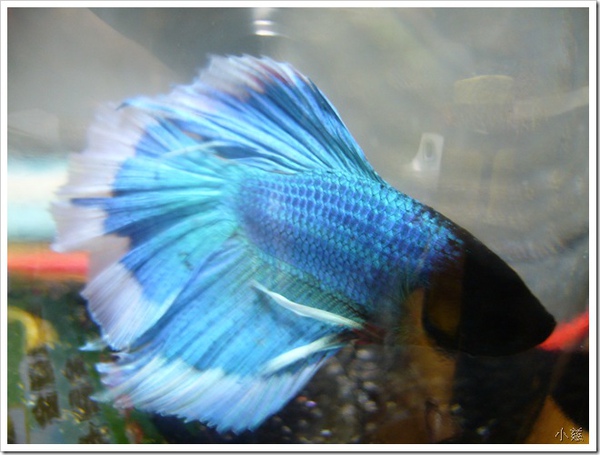 半月斗鱼(蓝色白边)+@+遇见青鸟:+痞客邦