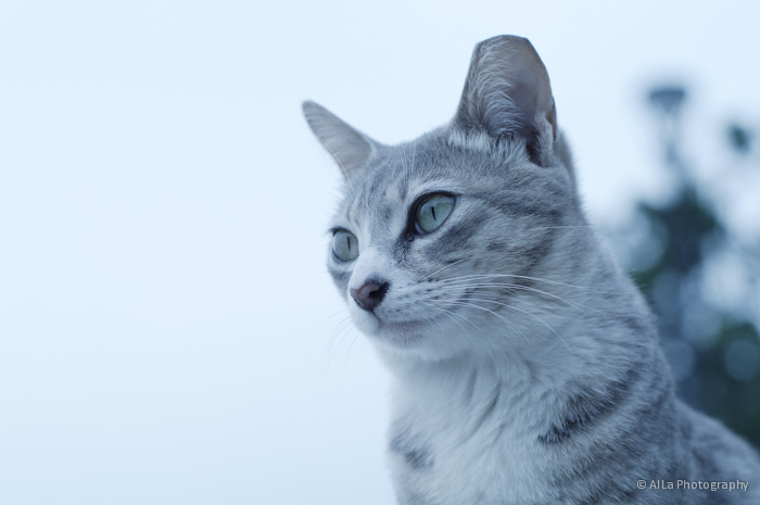 猫は猫でも 猫は猫でも