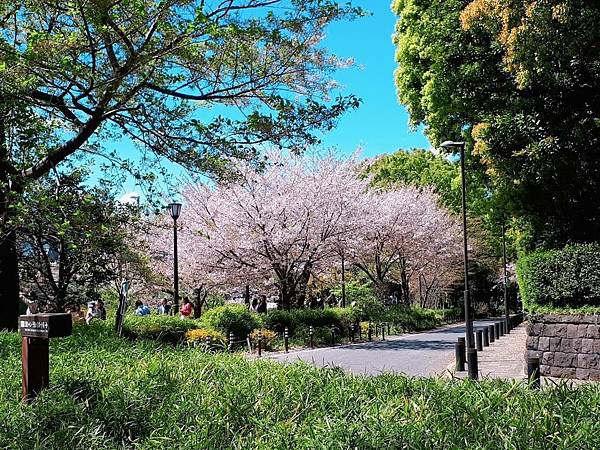 日本樱花季|东京赏樱无料必游景点推荐:千鸟之渊,靖国神社,北之丸公园