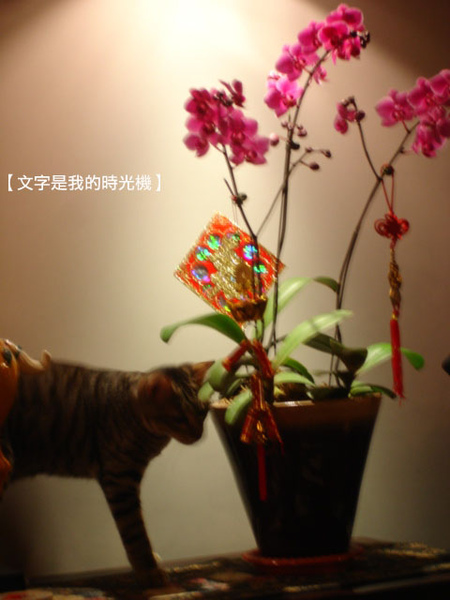 DSC09875.jpg DSC09875.jpg