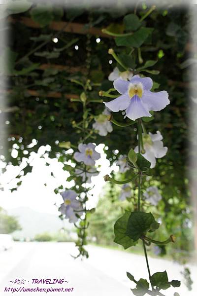 鄧柏-1.jpg 鄧柏-1.jpg