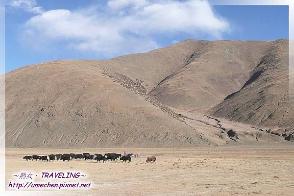 重返G219-又見犛牛群.jpg