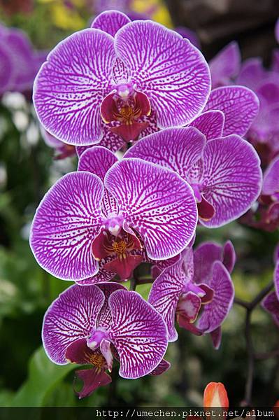 DSC04508.JPG DSC04508.JPG