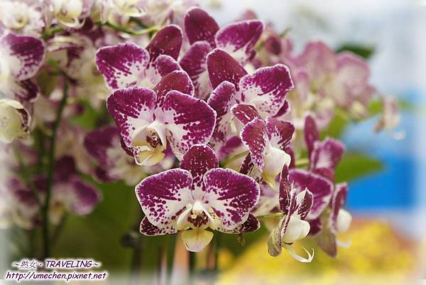 DSC04503.jpg DSC04503.jpg