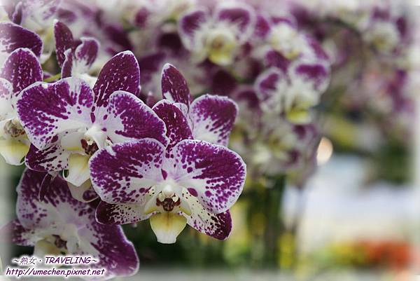 DSC04507.jpg DSC04507.jpg