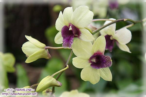 DSC04514.jpg DSC04514.jpg