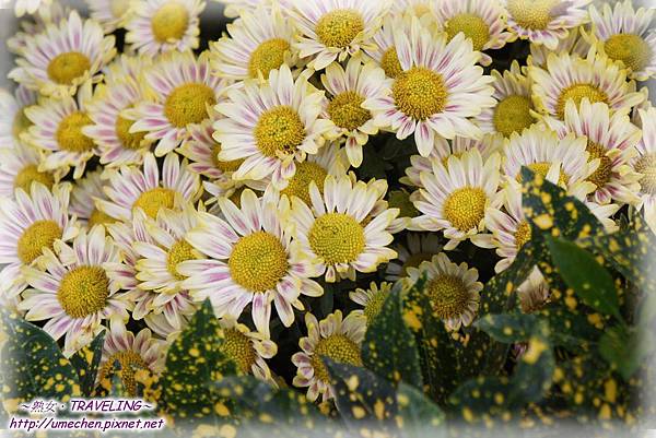 DSC04526.jpg DSC04526.jpg