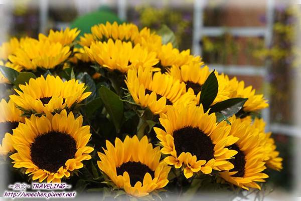 DSC04548.jpg DSC04548.jpg