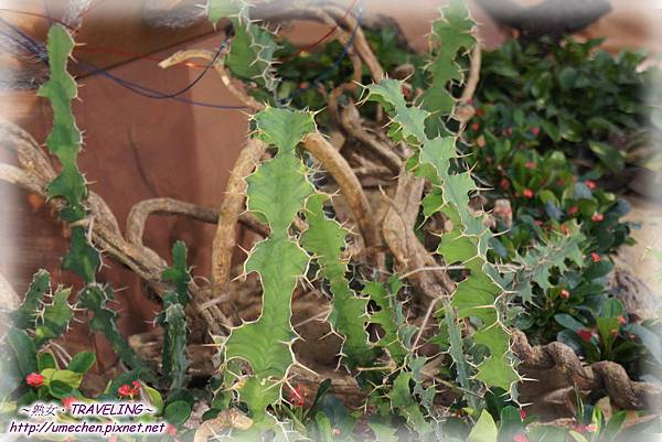 DSC04553.jpg DSC04553.jpg