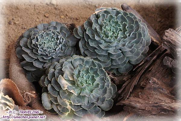 DSC04557.jpg DSC04557.jpg