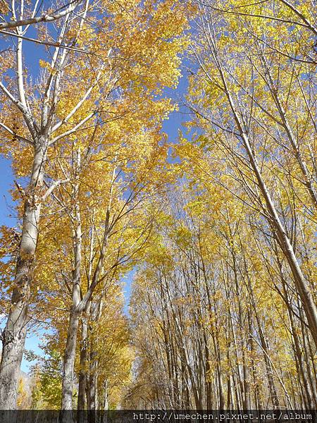 國道318-金色之秋 (53).JPG 國道318-金色之秋 (53).JPG