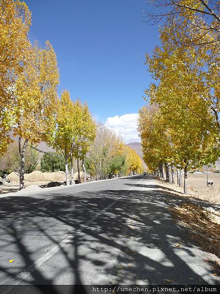 國道318-金色之秋 (3).JPG 國道318-金色之秋 (3).JPG