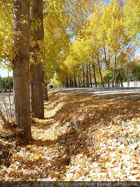 國道318-金色之秋 (37).JPG 國道318-金色之秋 (37).JPG