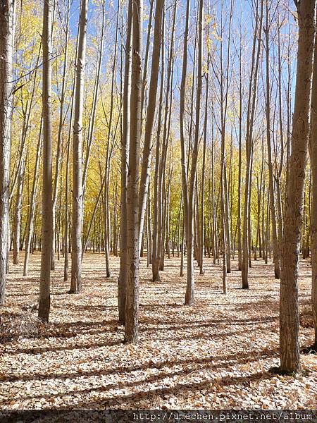 國道318-金色之秋 (47).JPG 國道318-金色之秋 (47).JPG