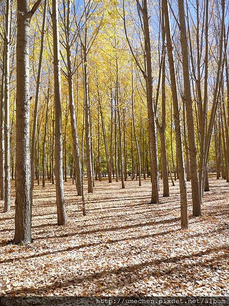 國道318-金色之秋 (51).JPG 國道318-金色之秋 (51).JPG