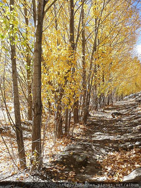 國道318-金色之秋 (22).JPG 國道318-金色之秋 (22).JPG