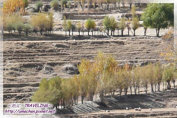 G318-金秋 (22).jpg G318-金秋 (22).jpg