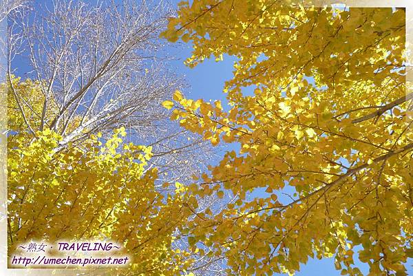 國道318-金色之秋 (8).jpg 國道318-金色之秋 (8).jpg