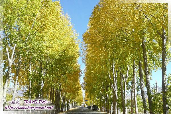 國道318-金色之秋 (28).jpg 國道318-金色之秋 (28).jpg