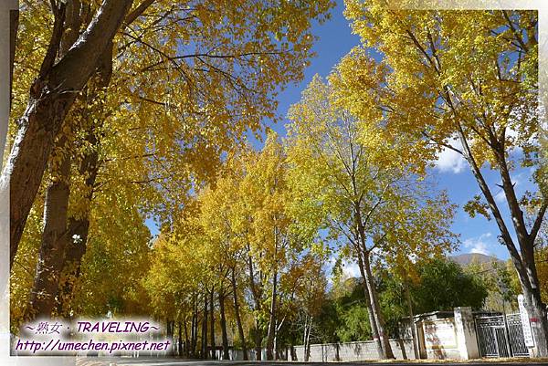 國道318-金色之秋 (34).jpg 國道318-金色之秋 (34).jpg