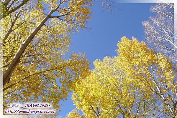 國道318-金色之秋 (35).jpg 國道318-金色之秋 (35).jpg