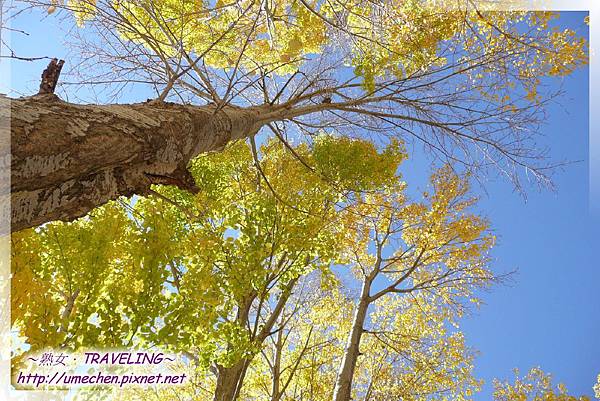 國道318-金色之秋 (36).jpg 國道318-金色之秋 (36).jpg