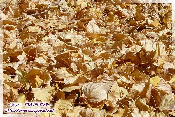 國道318-金色之秋 (39).jpg 國道318-金色之秋 (39).jpg