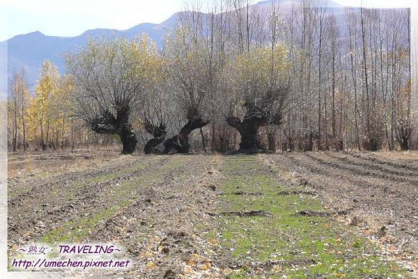 國道318-金色之秋 (42).jpg 國道318-金色之秋 (42).jpg