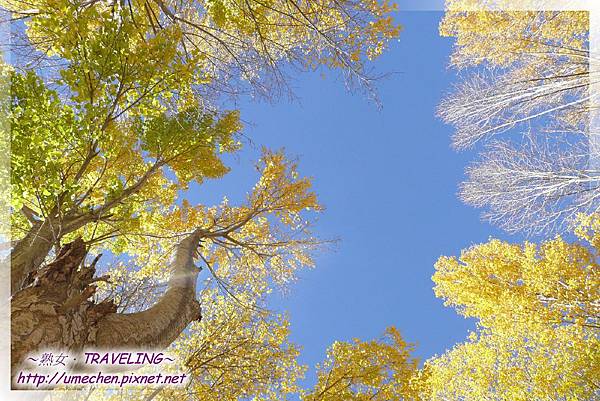 國道318-金色之秋 (38).jpg 國道318-金色之秋 (38).jpg