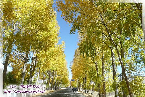 國道318-金色之秋 (30).jpg 國道318-金色之秋 (30).jpg