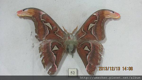 IMG_1651.JPG IMG_1651.JPG