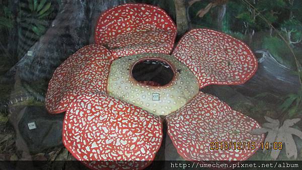 IMG_1661.JPG IMG_1661.JPG