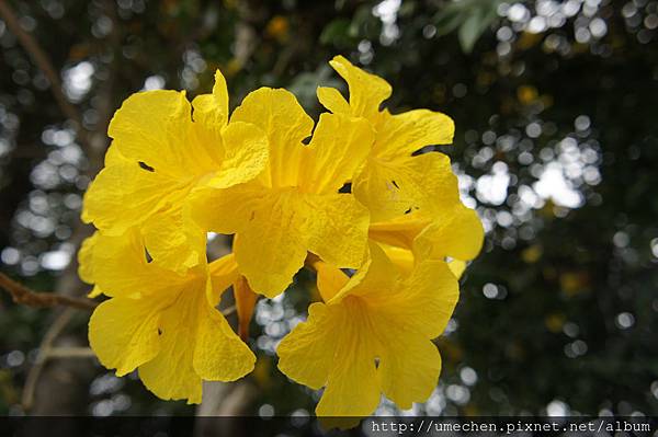 DSC00115.JPG DSC00115.JPG