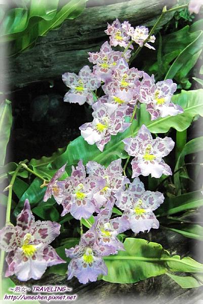 未來館-蘭與蕨共生.jpg 未來館-蘭與蕨共生.jpg