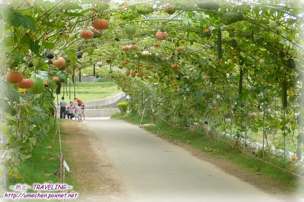 牛奶故鄉-南瓜金綠色隧道.jpg 牛奶故鄉-南瓜金綠色隧道.jpg