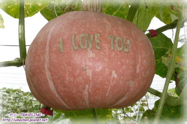 牛奶故鄉-南瓜刻字-I LOVE YOU.jpg 牛奶故鄉-南瓜刻字-I LOVE YOU.jpg