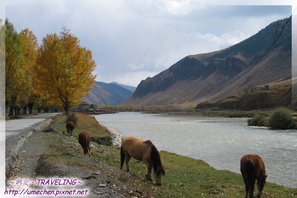 新都橋-金色柏楊,溪流和吃草的馬.jpg