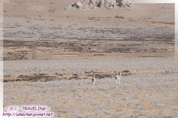 初遇藏原羚-這兩隻從我們車前闖過,差點撞上.jpg 初遇藏原羚-這兩隻從我們車前闖過,差點撞上.jpg