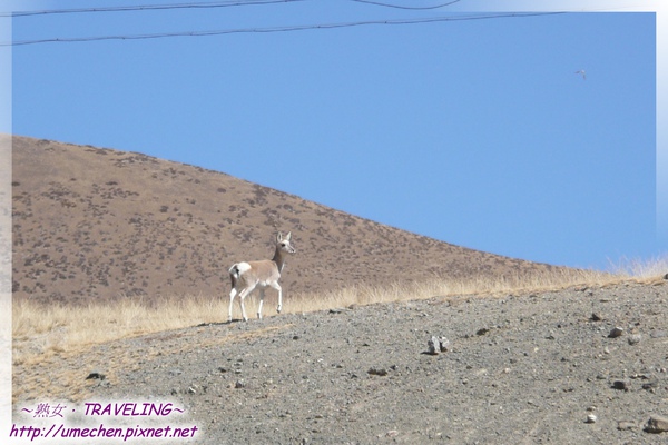 藏原羚爬山丘-1.jpg 藏原羚爬山丘-1.jpg