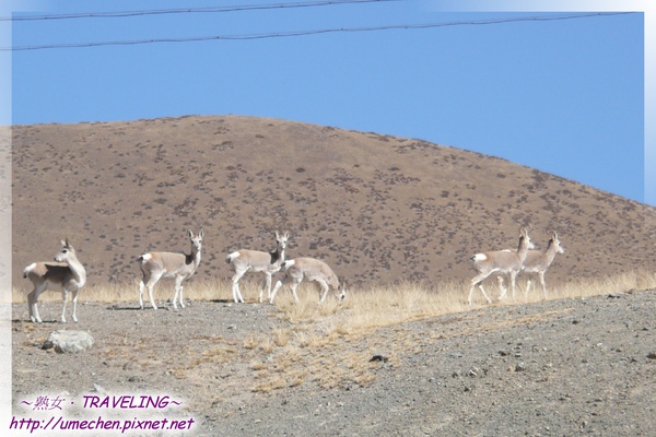 藏原羚爬山丘-3.jpg 藏原羚爬山丘-3.jpg