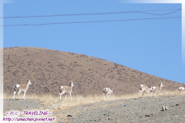 藏原羚爬山丘-5.jpg 藏原羚爬山丘-5.jpg