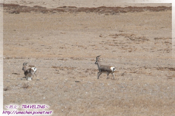 往霍爾鄉-二隻公的藏原羚.jpg 往霍爾鄉-二隻公的藏原羚.jpg