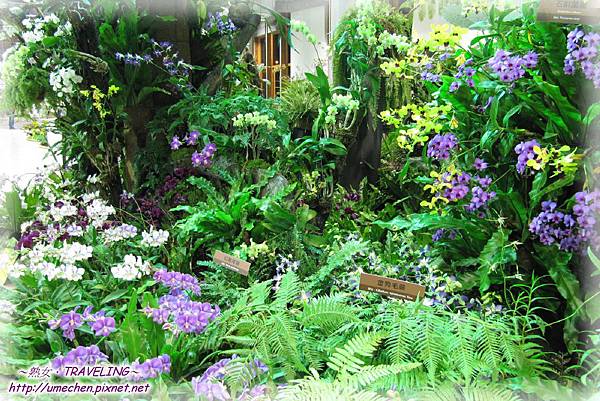 未來館-蘭與蕨-1.jpg 未來館-蘭與蕨-1.jpg