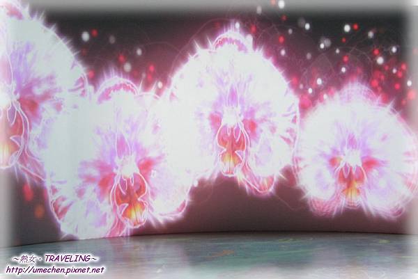 天使生活館-影音劇場-蘭花之美-8.jpg 天使生活館-影音劇場-蘭花之美-8.jpg