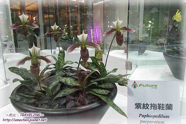 未來館-拖鞋蘭特展.jpg 未來館-拖鞋蘭特展.jpg