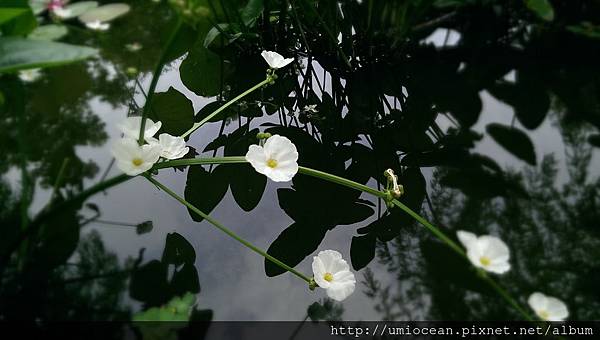 宜蘭民宿蓮春園