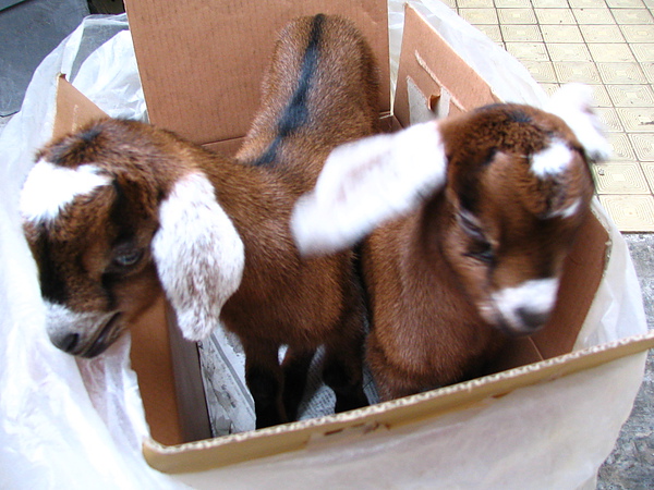 帶回家養的山羊兄妹1