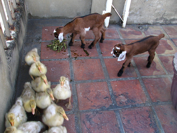 屋頂養的小山羊跟小鵝