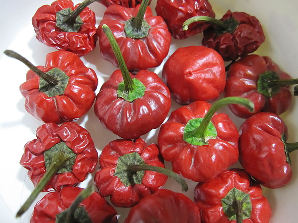 IMG_1384.JPG IMG_1384.JPG