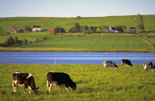 pei-cows4643